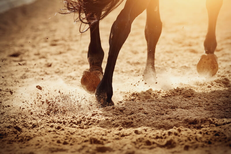 horse riding arena dust control