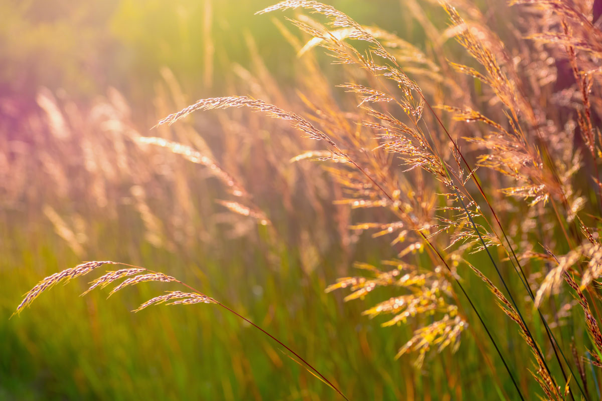 Environmental & Compliance Standards